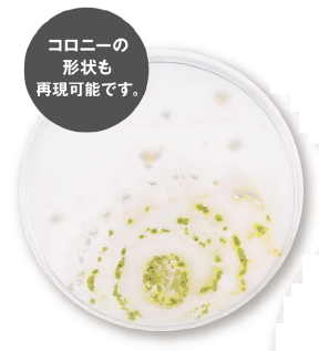 【食品サンプル模型 活用事例】微生物検査