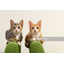 Art panel of 2 cats (animal) for room decoration.