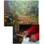 [Development Recruitment] Plant-derived essential oil 'Copaiba Oil' co-developed with Kinki University