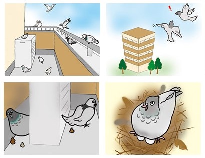 鳩のこと、ご存知ですか？