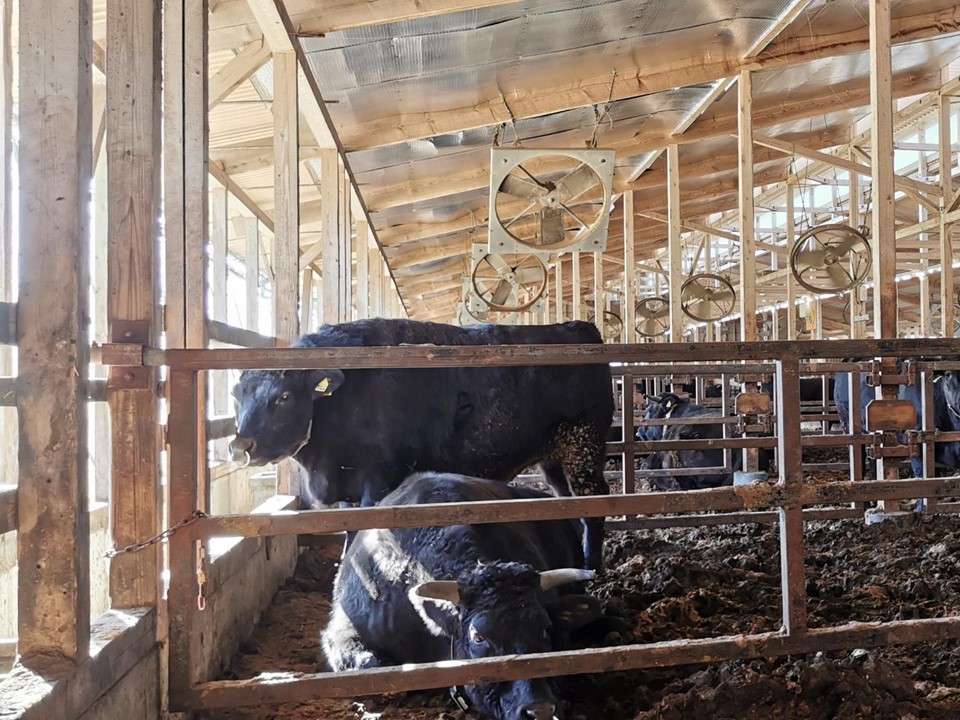 畜産施設の屋根にサーモバリア施工