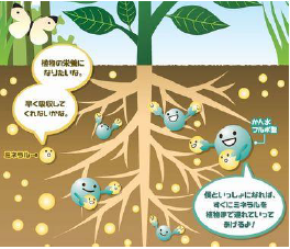 太古の貴重な有機酸が原料。天然ミネラル酵素「フルボ酸」とは？