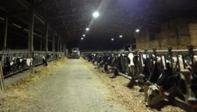 【無電極ランプの導入事例６】牛舎