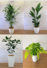 観葉植物レンタルサービス　オフィス・店舗を豊かな空間に！