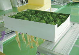 【採用事例】ラミダン／室内栽培野菜用スリーブ