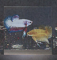 スクリーン『Glascene（グラシーン）』