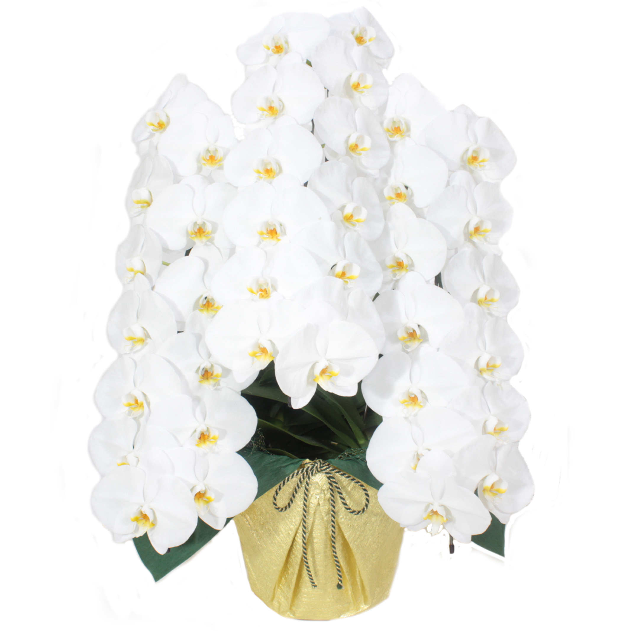スタンダード胡蝶蘭 白大輪 3本立39輪～42輪