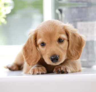 ペットに配慮したコーティング【基礎知識】