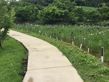 【採用事例】カラーサンド（横須賀しょうぶ園）