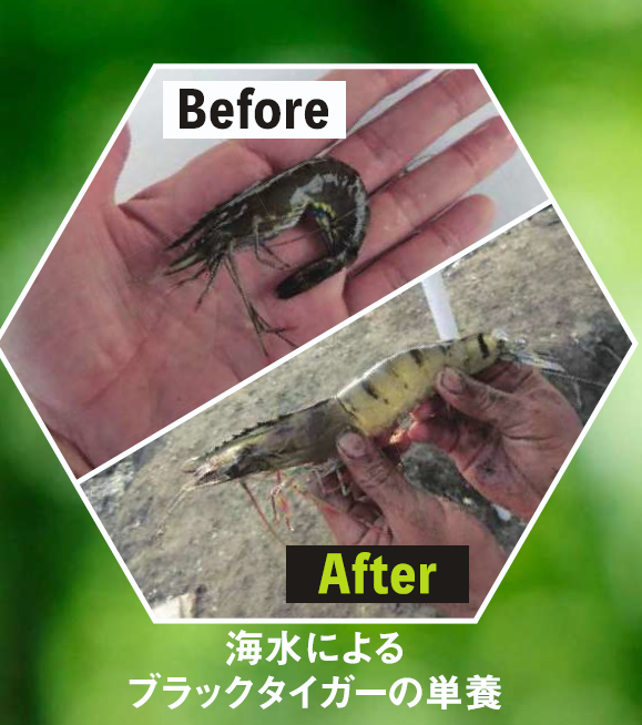 生体活性剤『T.Sミネターゼ』