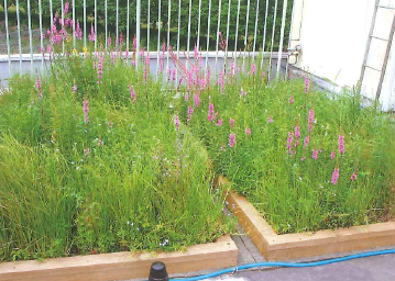 屋上緑化システム『屋上湿生花園』