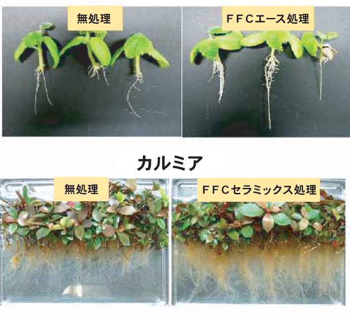 植物の生長に及ぼすFFCの作用