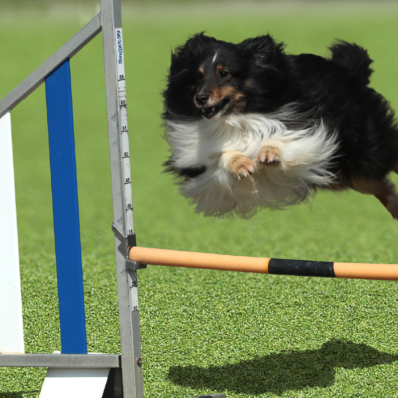 ドッグランやドッグスポーツ用人工芝『メモリーターフ AG20』