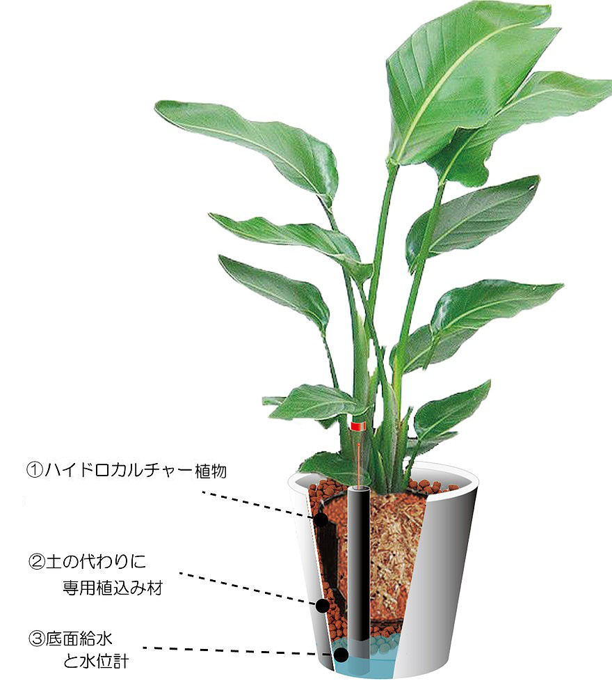 ハイドロカルチャー植物