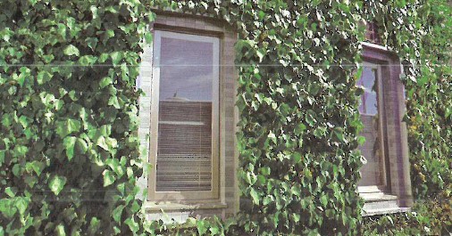 ツル伸長防止板『ツルパワーガード』