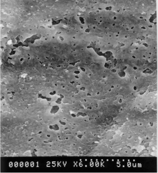 光触媒材料『チタニスター(R)』※物性面からの検証
