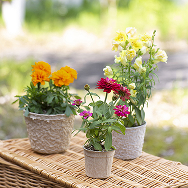 SDG's に貢献　環境配  慮素材で育てる花の種ノベルティ