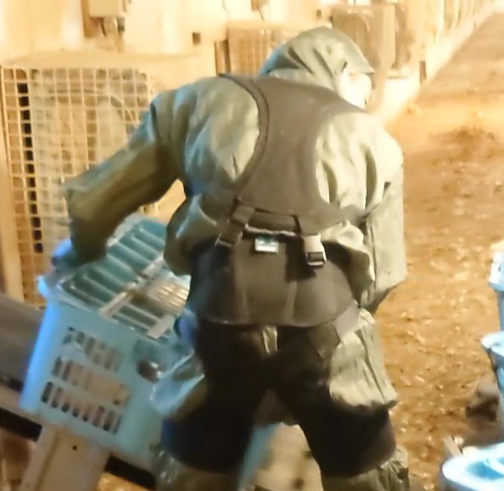 【マッスルスーツ導入事例】三吉食鶏組合様【畜産養鶏】