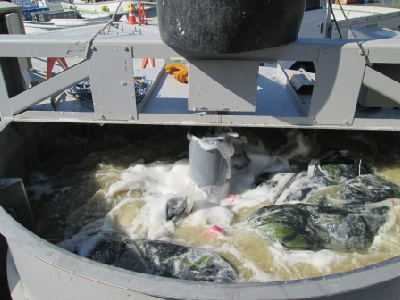 多目的撹拌装置しおまる活用事例【ワカメ・コンブの塩蔵作業】