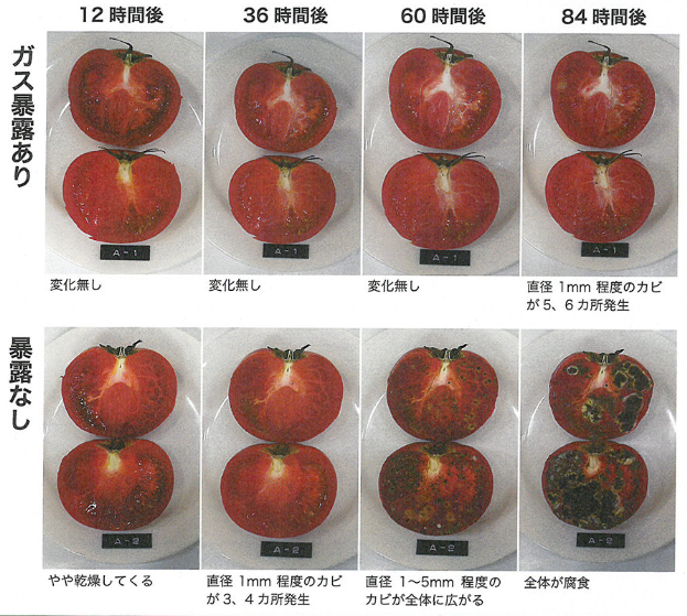 トマトの腐敗防止実験