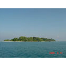 活動内容　タイマイ保全事業