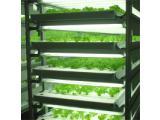 植物工場　野菜生産システム