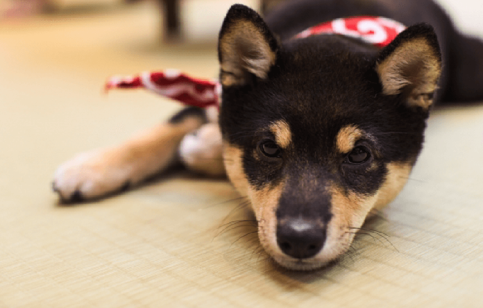 【お客様の声】ペット用たたみ あに丸