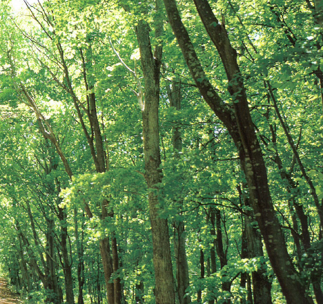 『木質バイオマスガス化発電』のご紹介