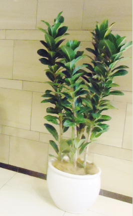 レンタルグリーン