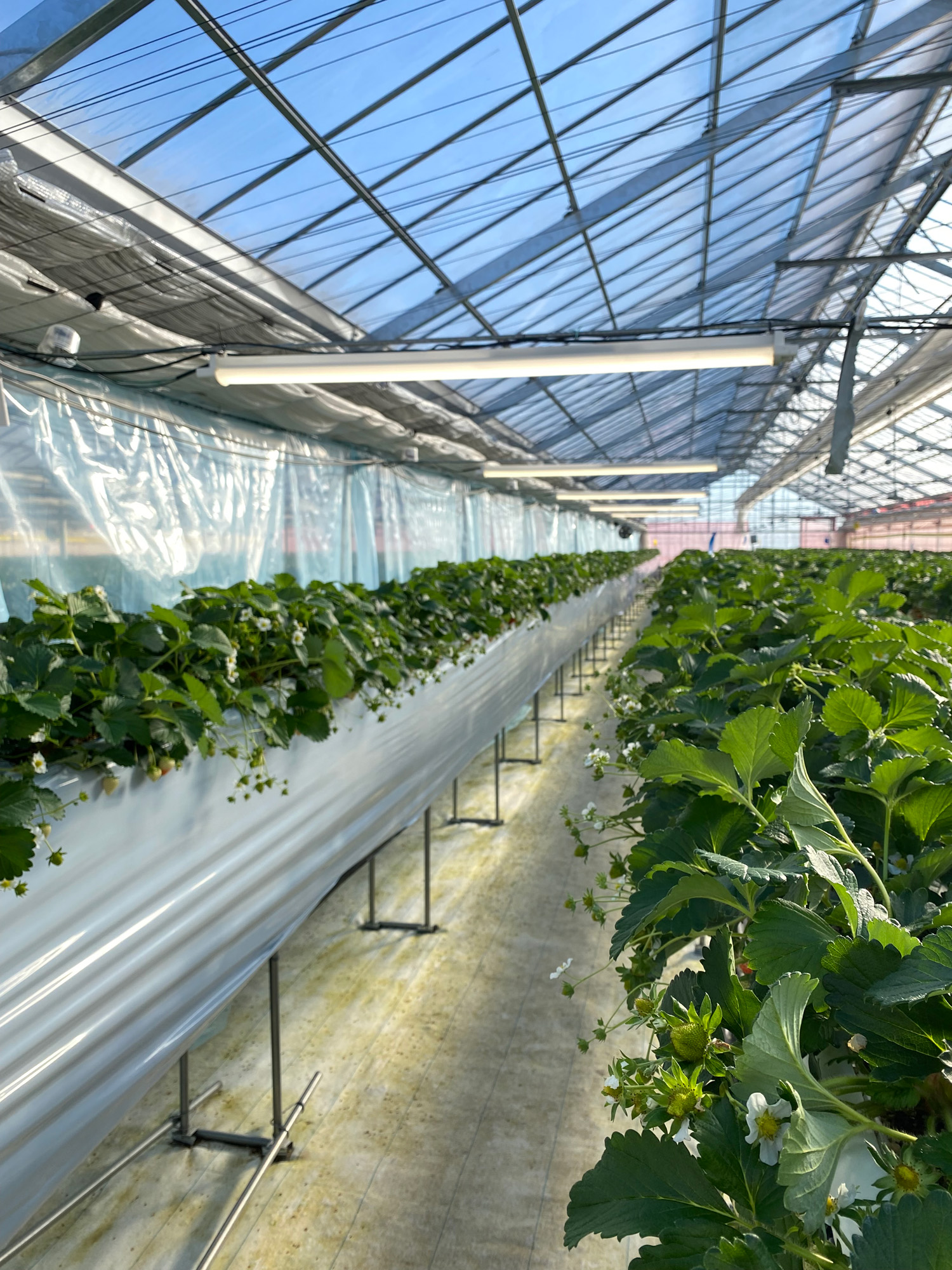 【農業用照明】電照LEDライトユニット