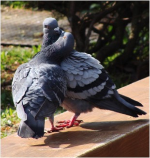 【基礎知識】ハトについての知識