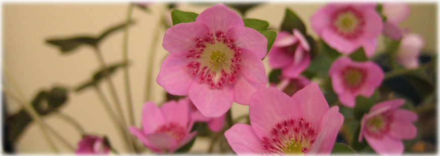 花き園芸サービス