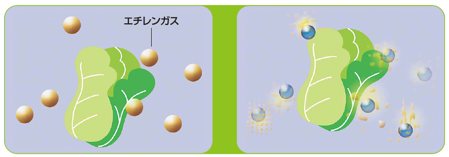 オゾンによる鮮度保持