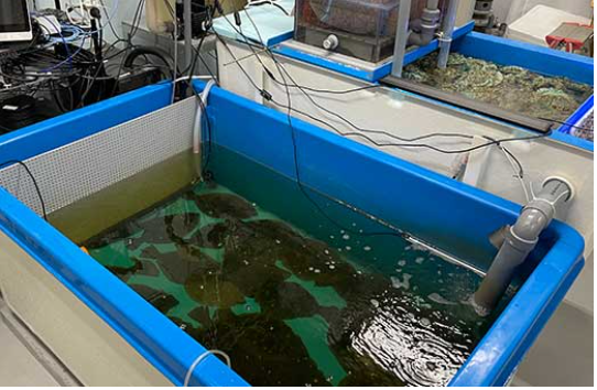 陸上養殖システム