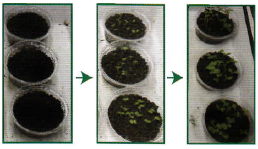 中性固化材　『グリーンライムNP』