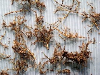 芝生化カット芝苗『芝っ子(R)』