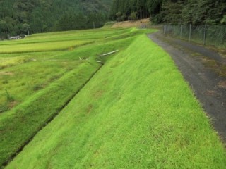 センチピードグラス吹き付けサービス