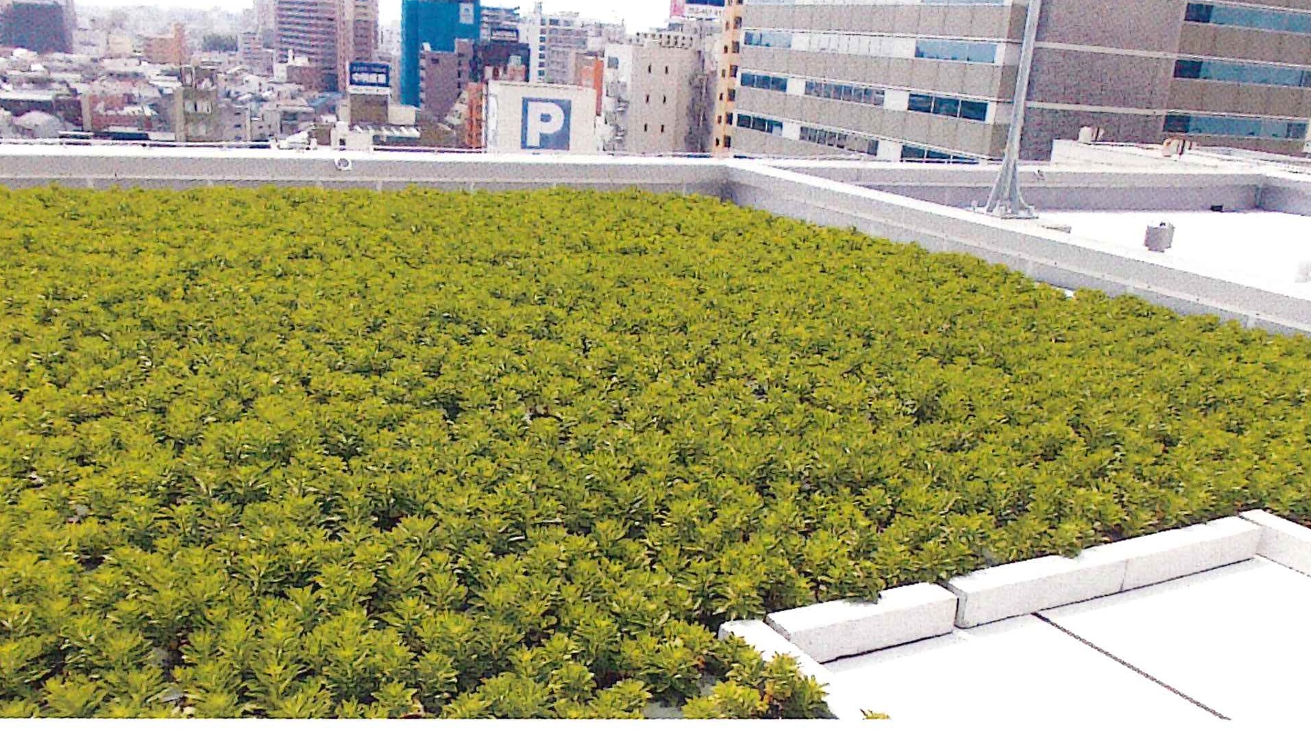 常緑キリンソウ