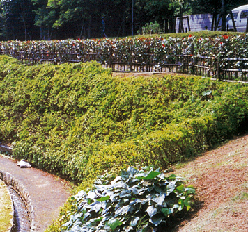 擁壁『緑生擁壁』