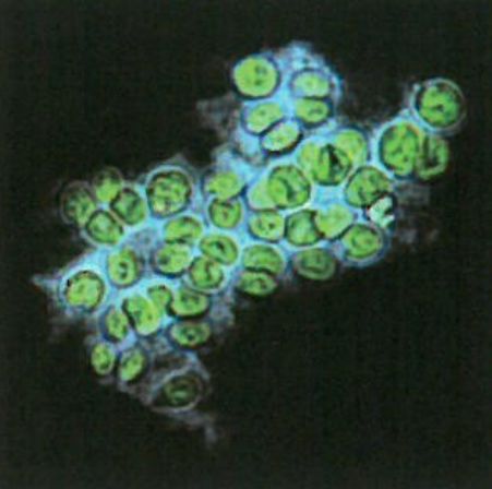 微細藻類株の研究開発
