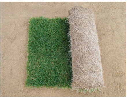 芝生『ティフトンロール巻芝』