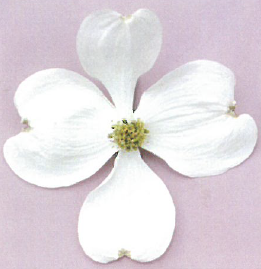 緑化オリジナル ハナミズキ『ホワイトラブ』『プリンセスラブ』 | 住友