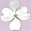 Greenery Original Flowering Dogwood 'White Love' 'Princess Love'
