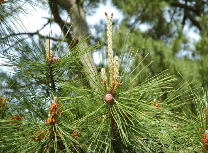 『樹勢回復工法』