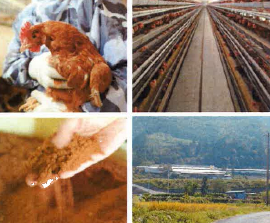 飼料としてのマテラパウダー