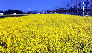 草花播種緑花工『フラワーランド工法』