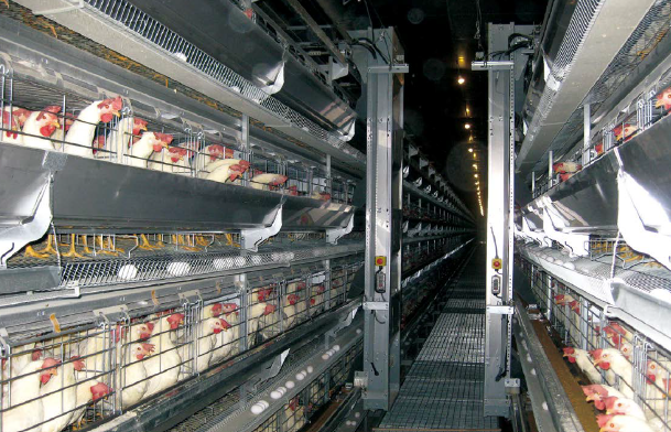 成鶏用ケージシステム