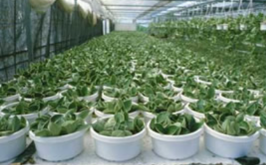 イリゲーションマット