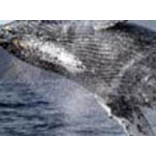 活動内容　小笠原のザトウクジラ 