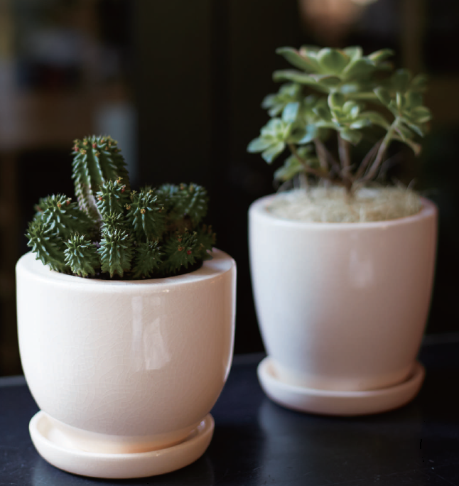 ポット＆ソーサー『AUSTERE（アステア）』